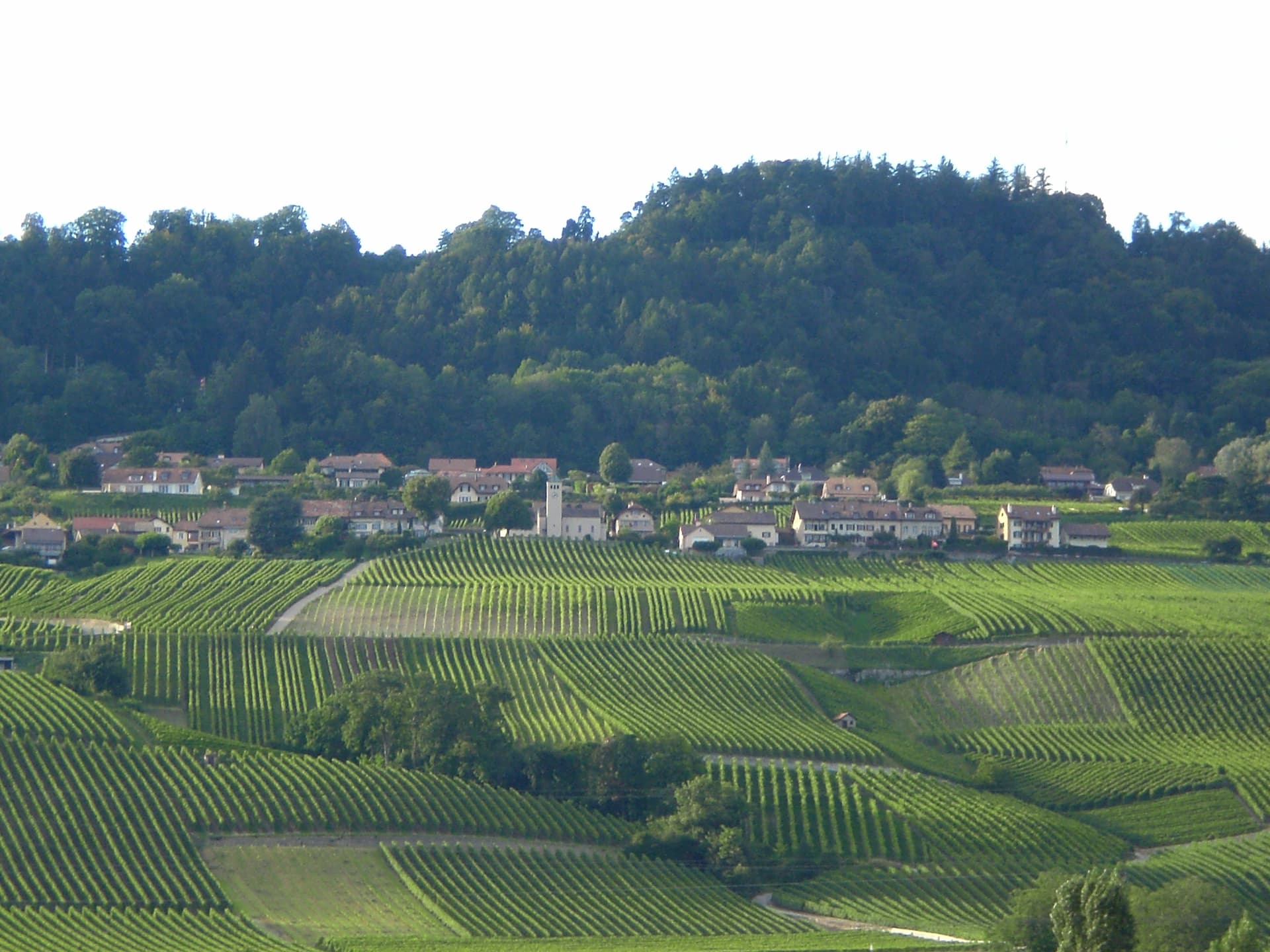 Signal de Bougy: Pré Vert Park
