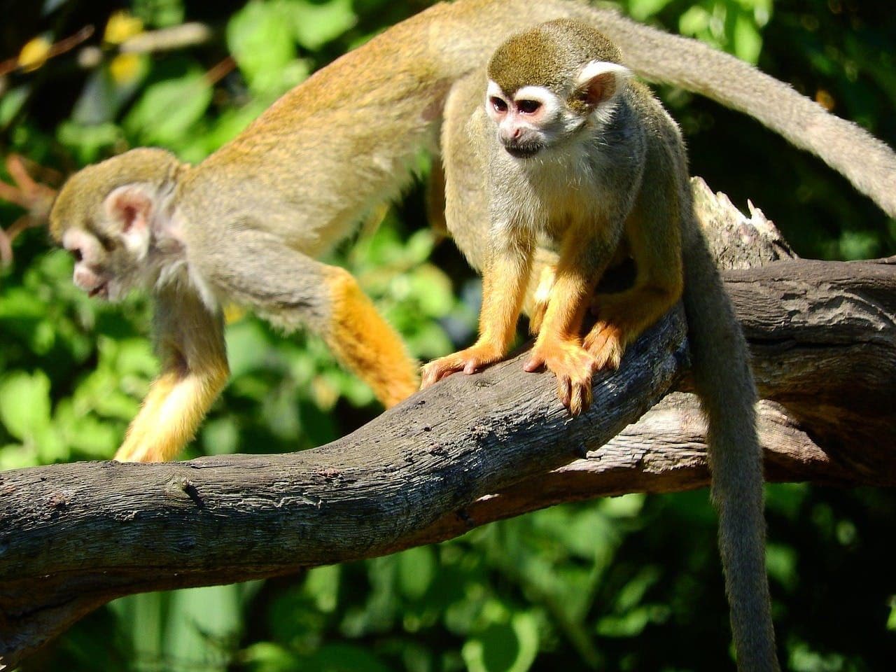 MonkeyBreakfast