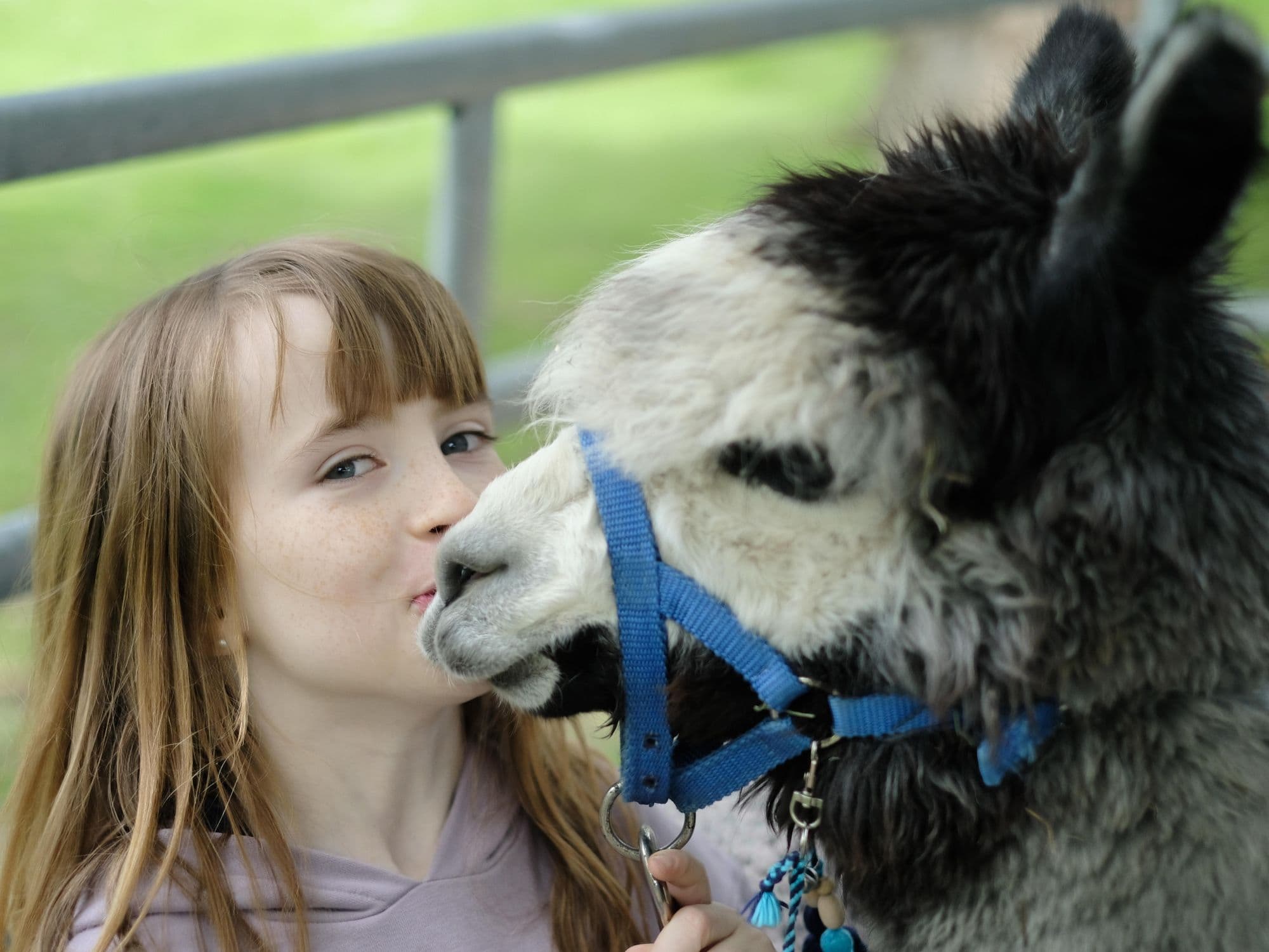 Alpaca
