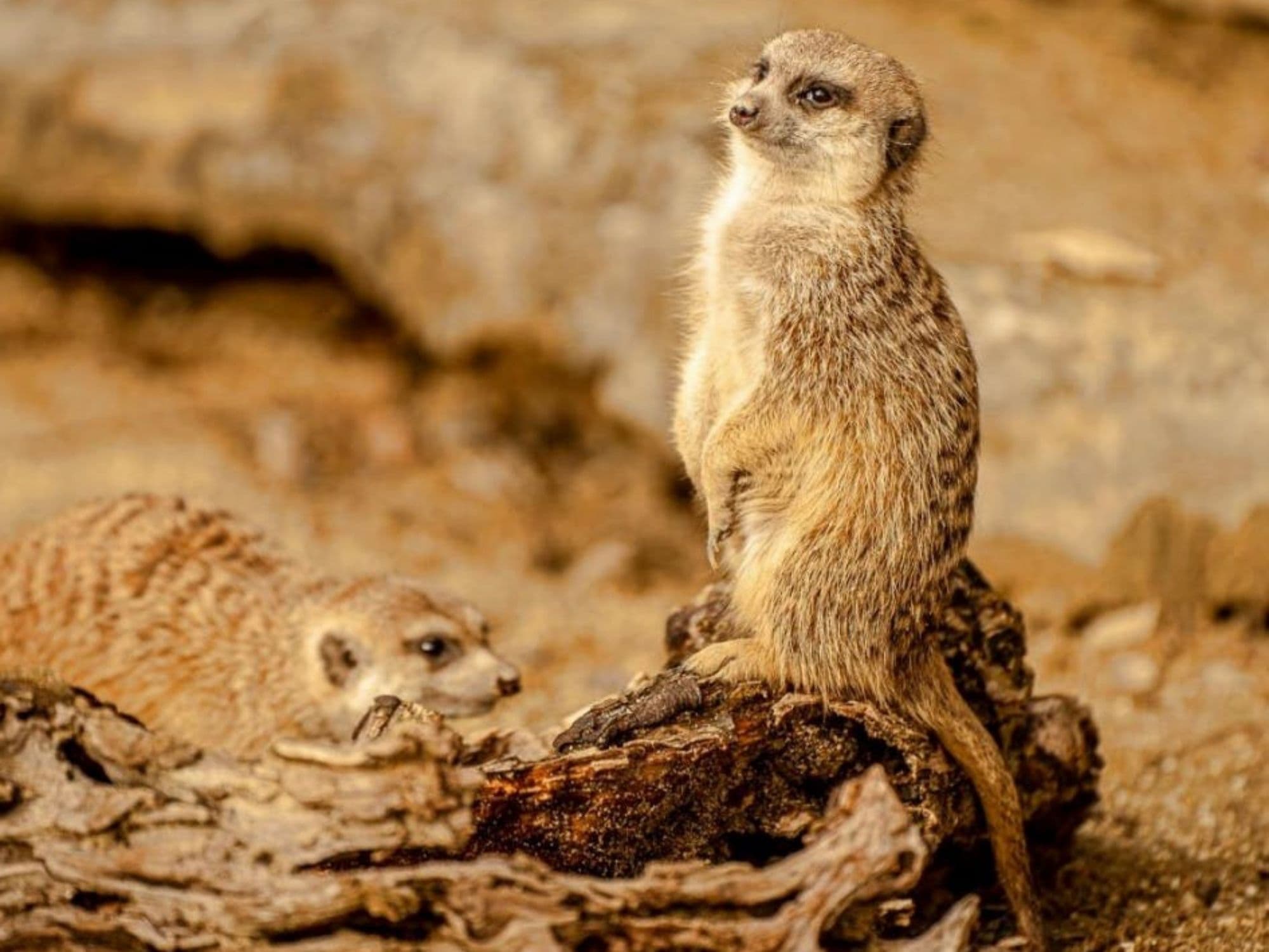 Meerkat