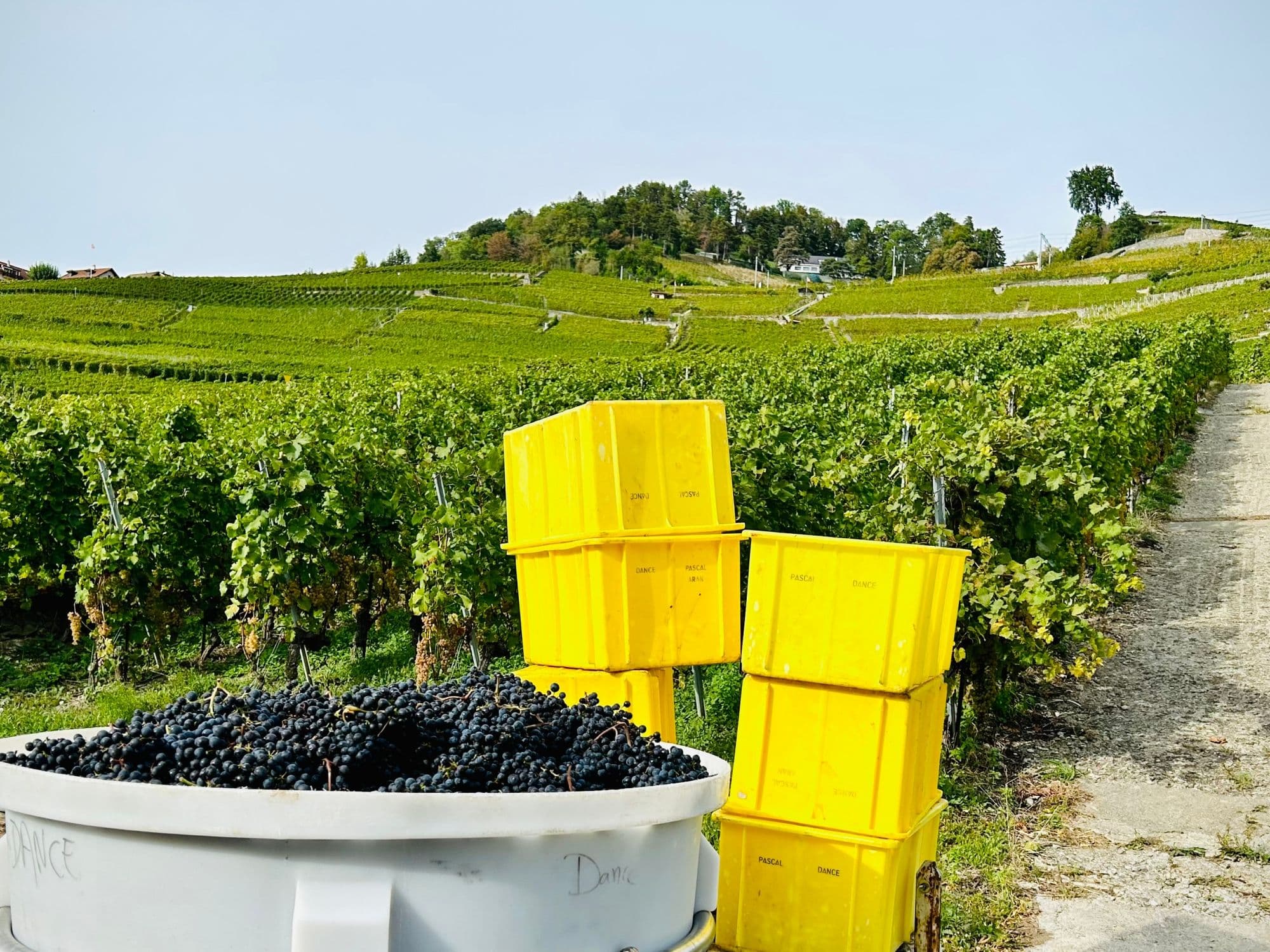 00 Aran_vendanges-1©WALK&WINE