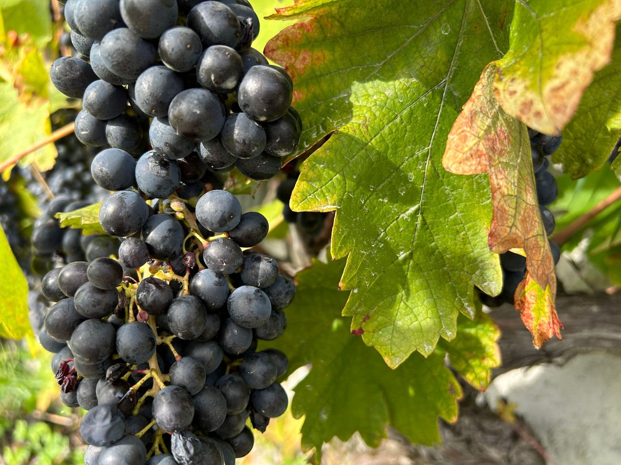 00 Gamay©WALK&WINE