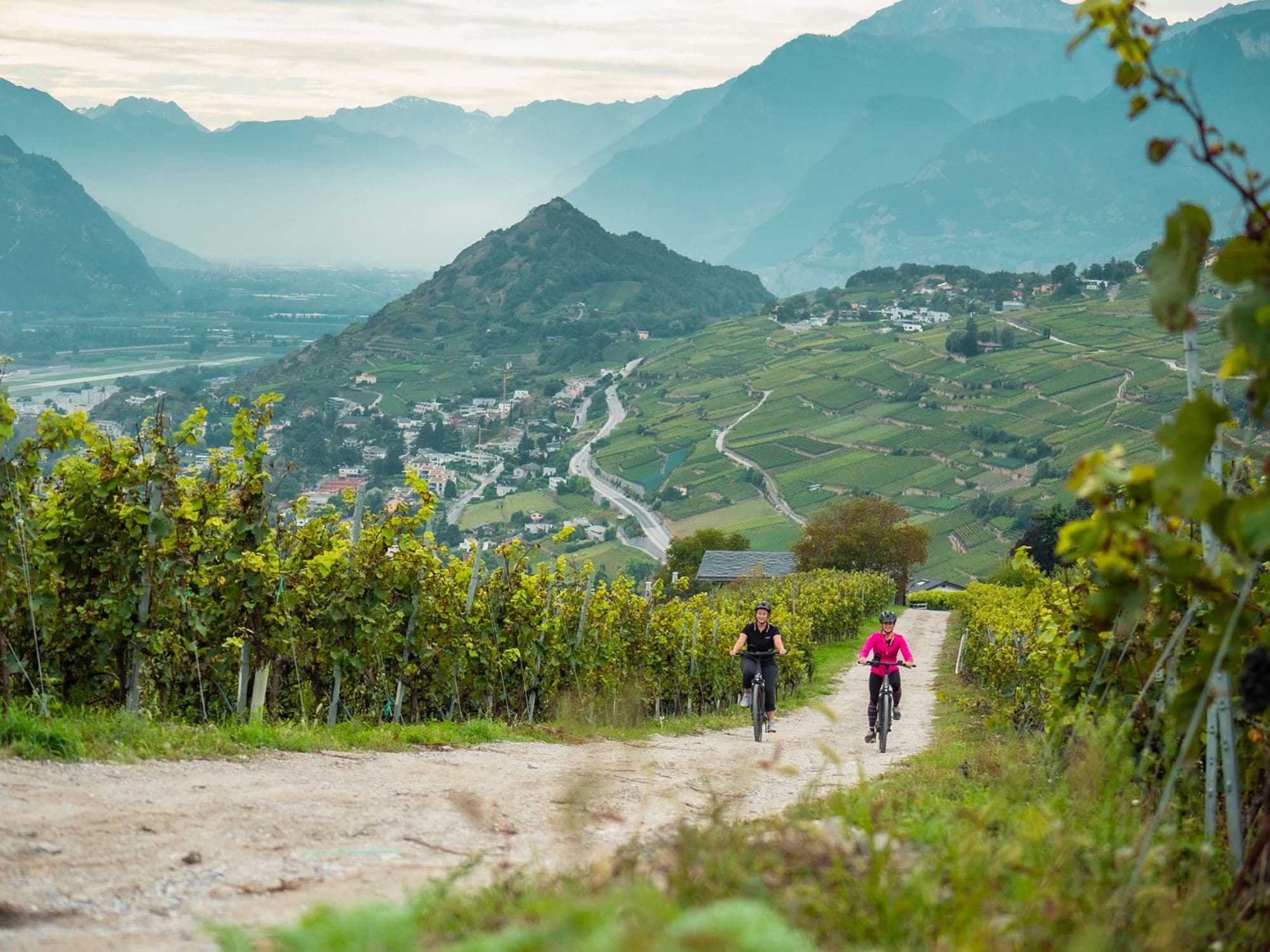 Vineyard by Bike 3