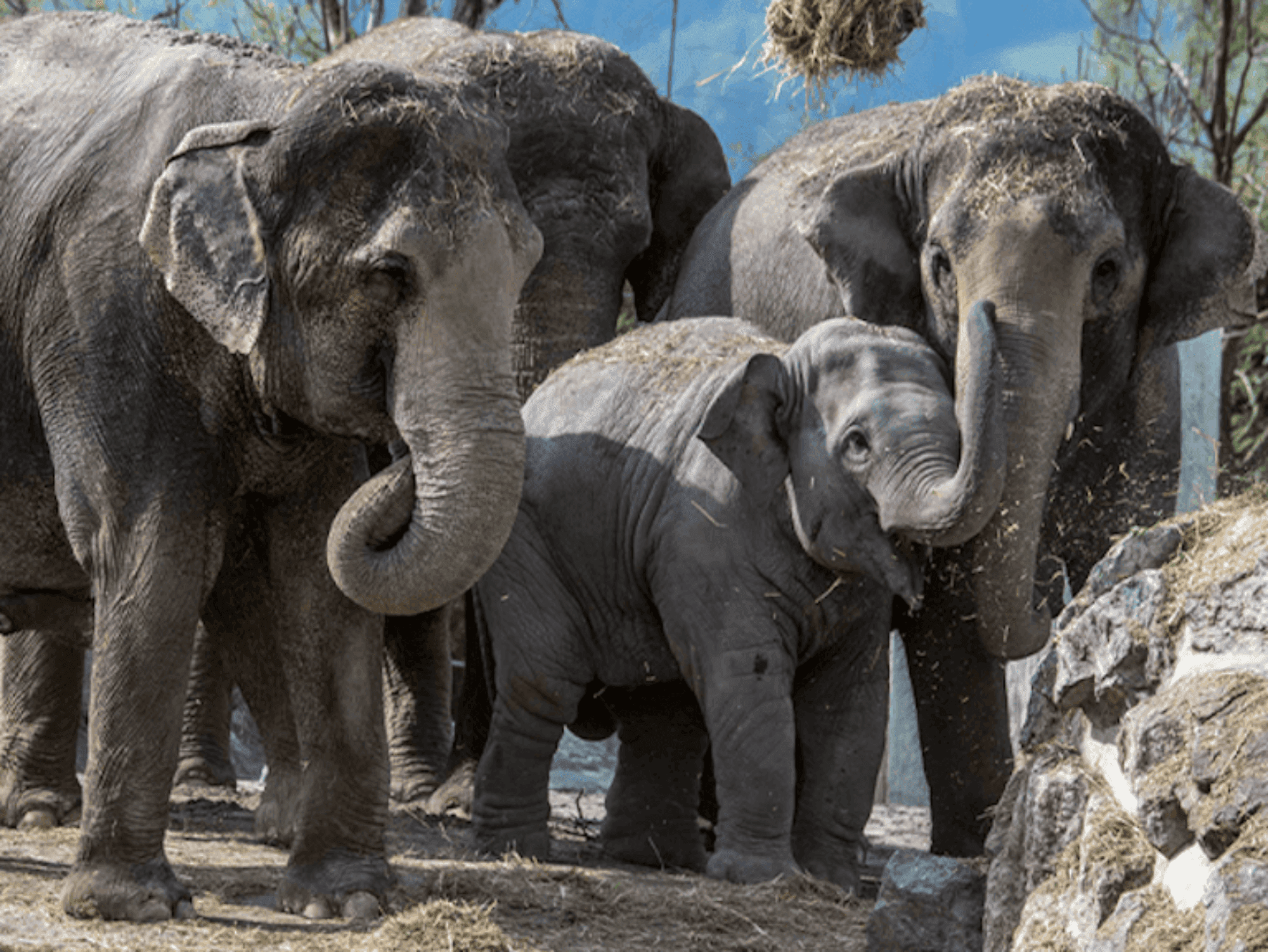 Elephants-up-close.jpg