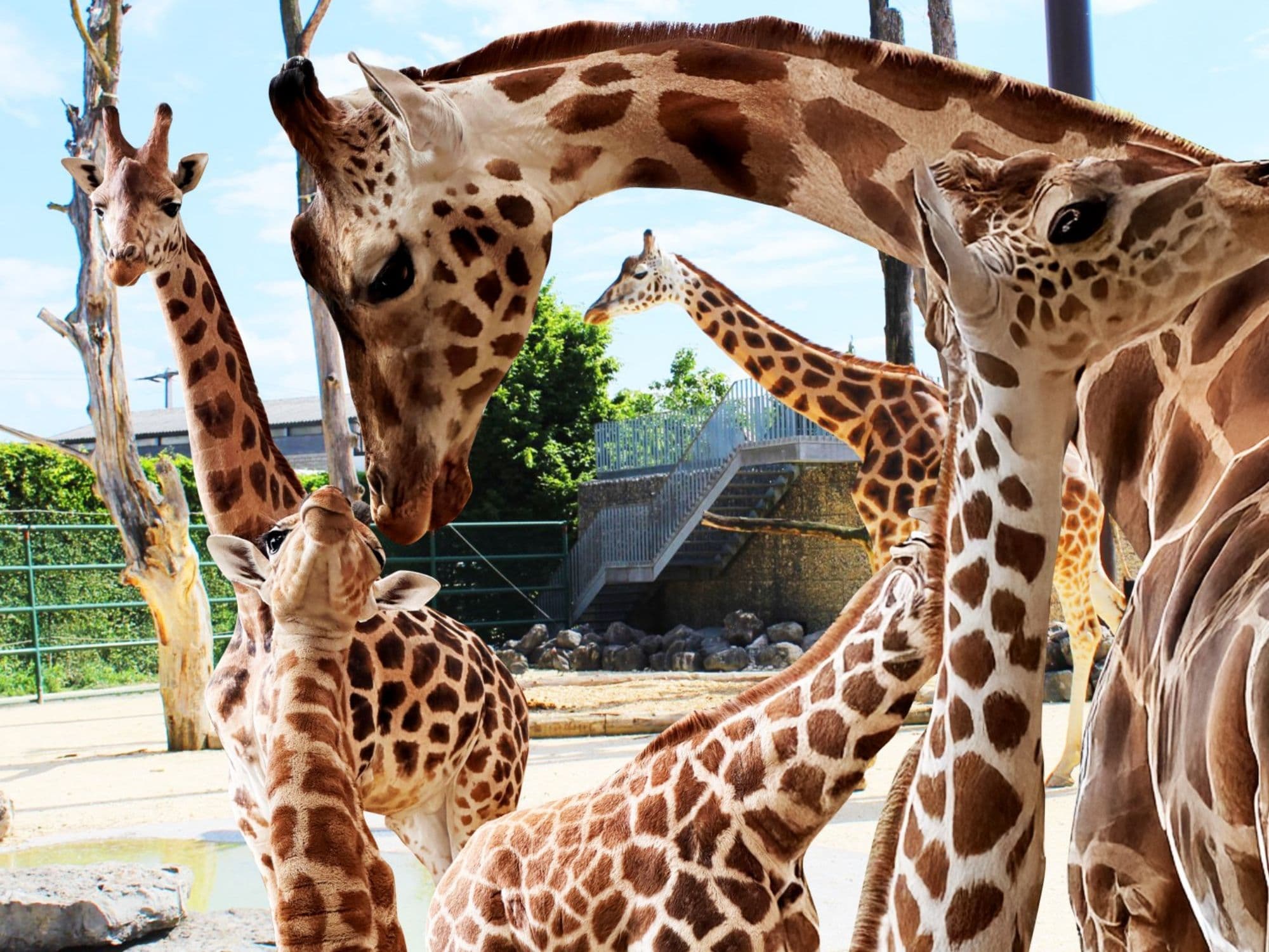 giraffe-knee-children-zoo-1