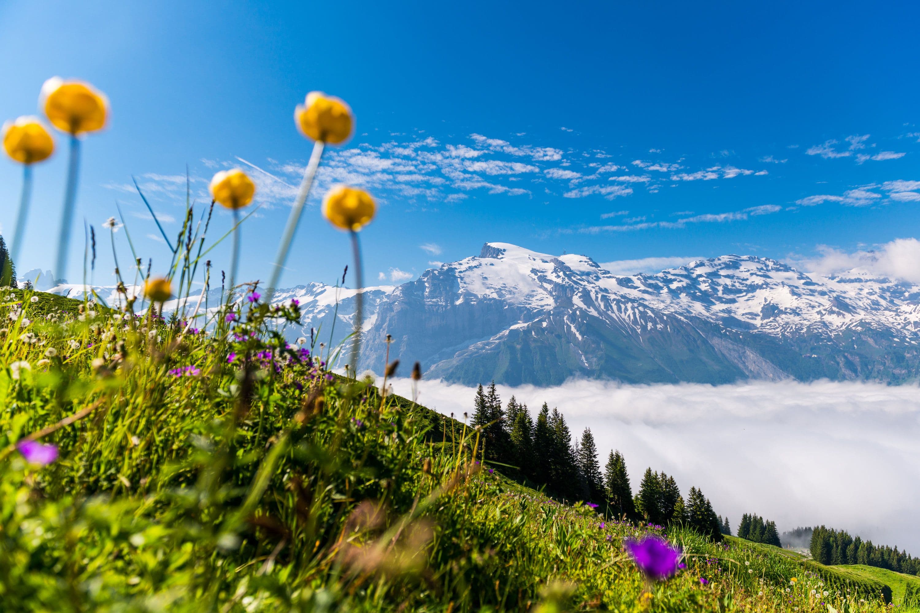 Brunni: Panoramic view over the mountains with blooming meadows and sea of clouds.