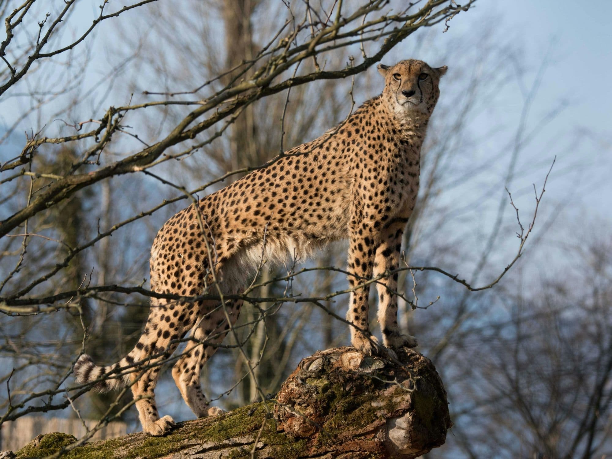 cheetah