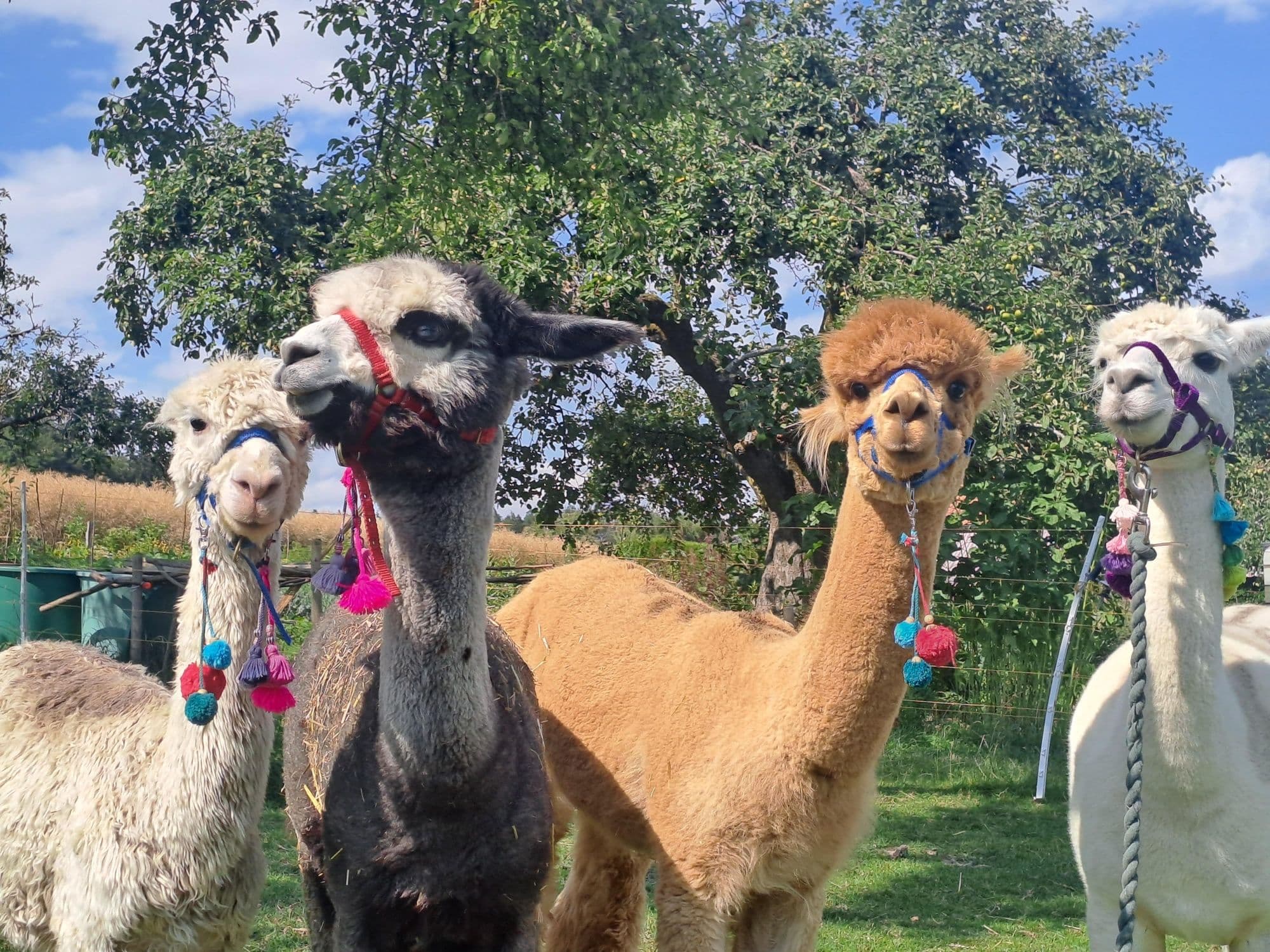 Alpaca2