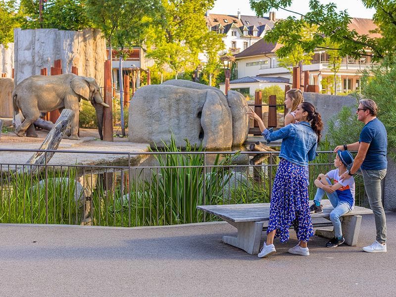 Zoo Basel: Family observes elephants having great experiences in the nature park, experiencing summer atmosphere.