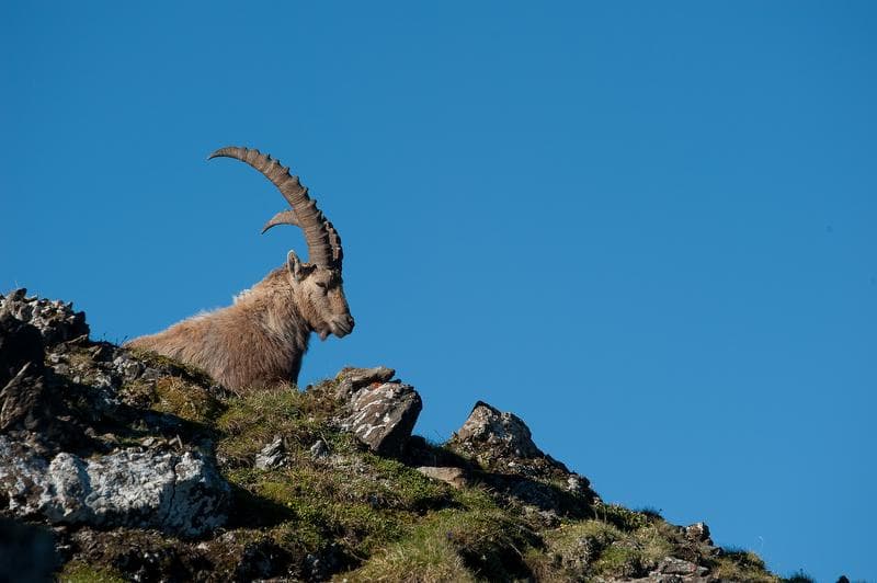 Ibexes in Heidiland enjoy the mountain landscape in clear weather.