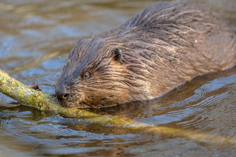 Beaver swimming in Heidiland, surrounded by water and branches
