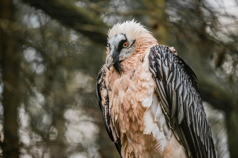 Bearded vulture shows magnificent feathers in Heidiland.